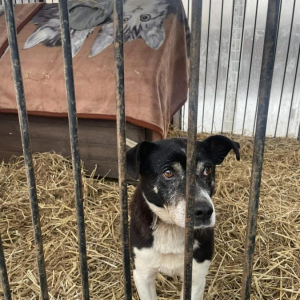 Pieski  z przytuliska 