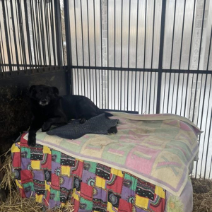 Pieski  z przytuliska 