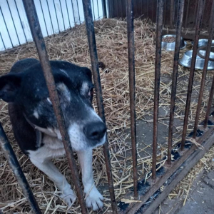 Pieski  z przytuliska 