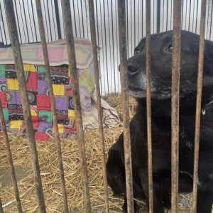 Pieski  z przytuliska 