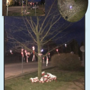 Tak wygląda nasz dąb "Mieszko" nocą... piękny!!!